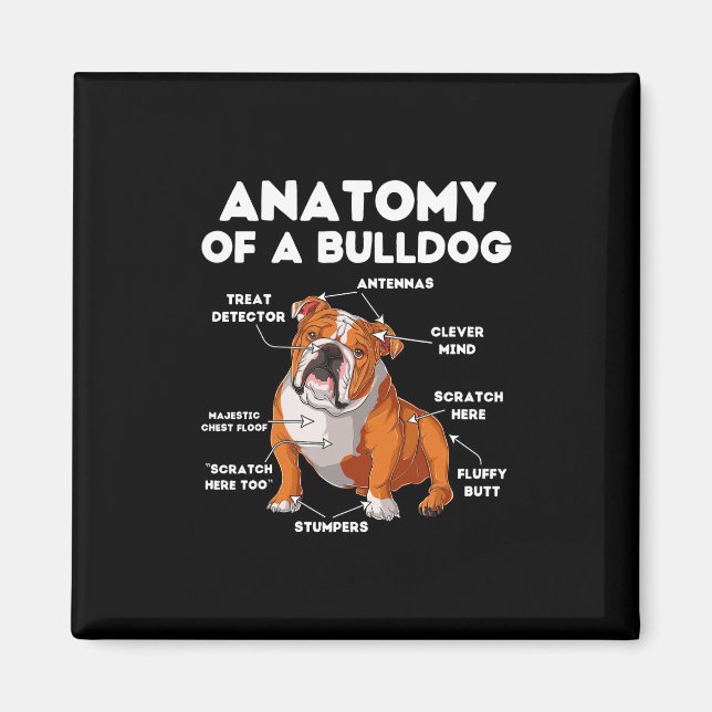 Aimant D'Un Bulldog (Devant)
