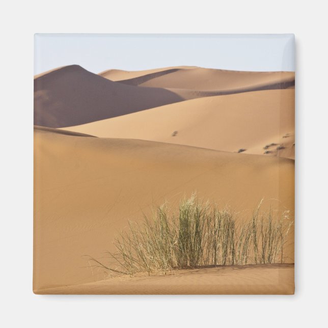 Aimant Dunes de sable, désert du Sahara, Maroc (Devant)