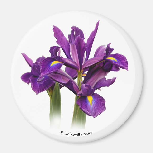 Aimant Dutch Iris Purple Sensation (Devant)