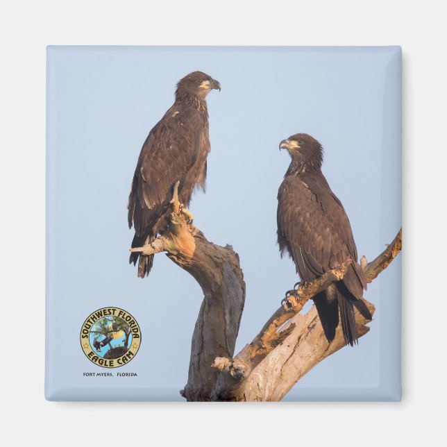 Aimant E12 et E13 (Devant)