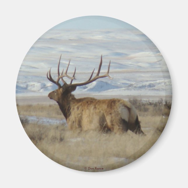 Aimant E22 Bull Elk et Snowy Hills (Devant)