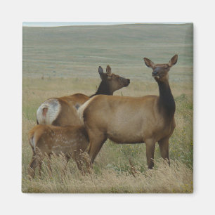 Aimant E61 Vache Wapiti et Jeune