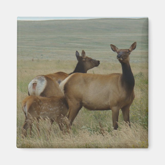 Aimant E61 Vache Wapiti et Jeune (Devant)