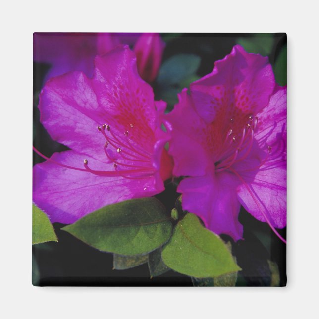 Aimant É.-U. Géorgie, Savannah. Azalée en fleurs. (Devant)