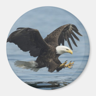 Aimant Eagle à l'approche
