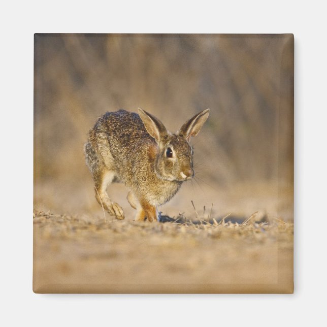 Aimant Eastern cottontail rabbit hopping (Devant)