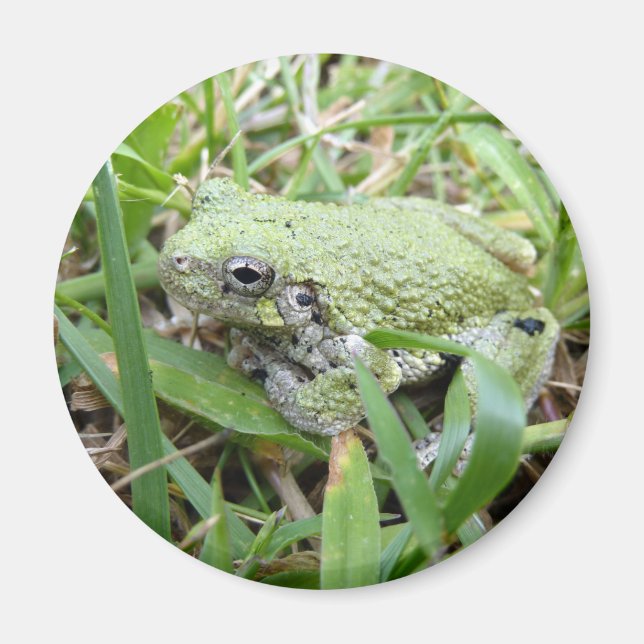 Aimant Eastern Grey Treefrog Nature Photography (Devant)