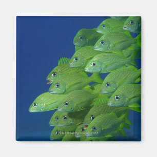 Aimant Ecole de grunts bleus français et marguerites