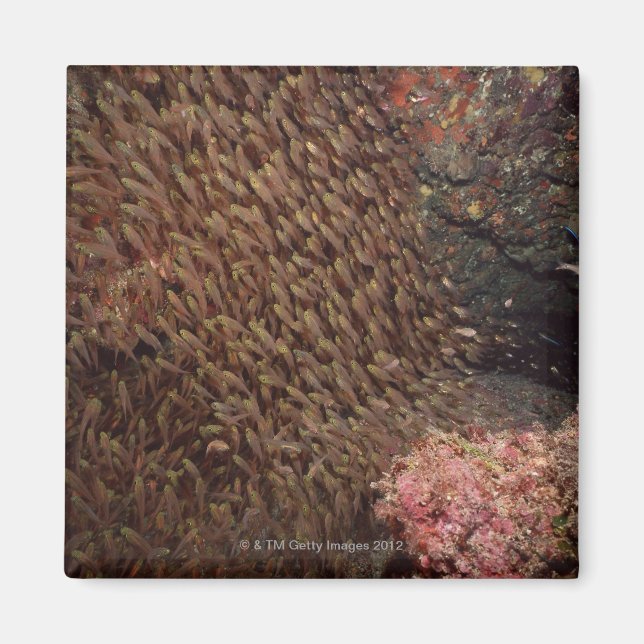 Aimant École de poissons 2 (Devant)