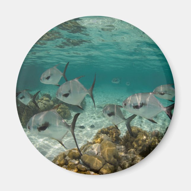Aimant École de poissons permis (Devant)