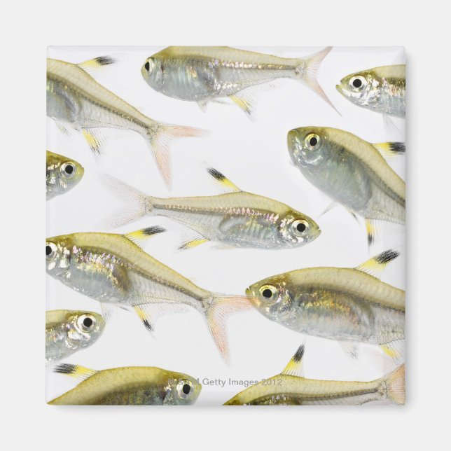 Aimant École de radiographie du tétra-poisson (Pristella (Devant)
