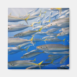 Aimant École des coureurs d'arc-en-ciel, mer de Cortez,