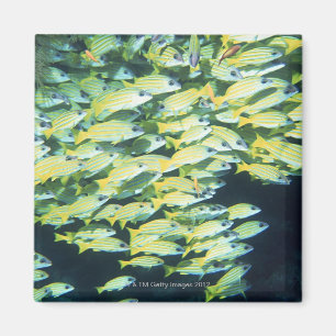 Aimant École des poissons