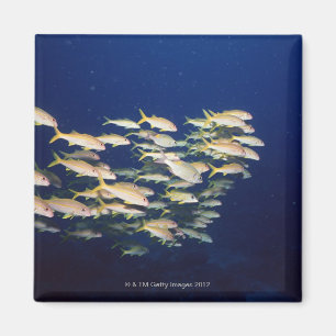 Aimant École des poissons 8