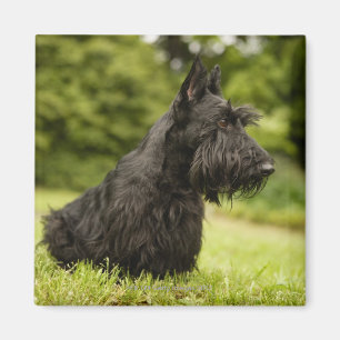 Aimant Écossais Terrier