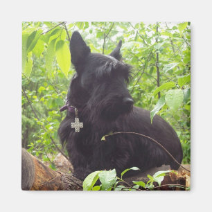 Aimant Écossais Terrier de "Duide"