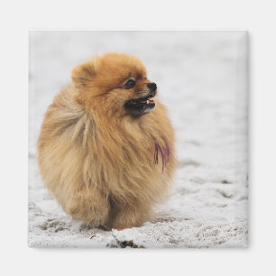 Aimant Écran #3 - Poméranien