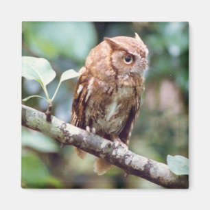 Aimant Écran de l'aimant de hibou