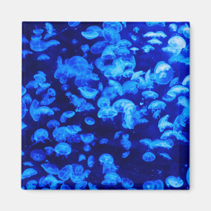 Aimant Écran de méduse