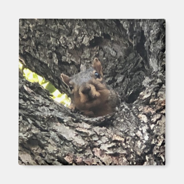 Aimant Écureuil (Devant)