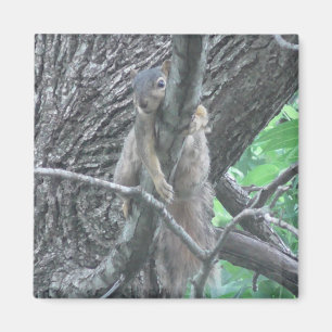 Aimant Écureuil adorable dormant sur une branche