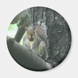Aimant Écureuil dans l'aimant animal d'art d'arbre