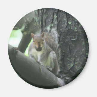 Aimant Écureuil dans l'aimant animal d'art d'arbre