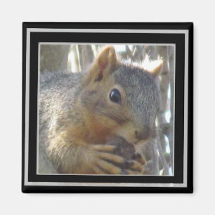 Aimant - Écureuil dans le cadre noir