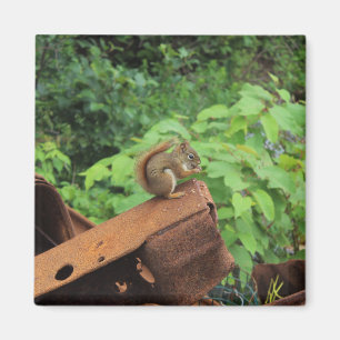 Aimant Écureuil de Camo