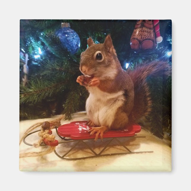 Aimant Écureuil de Noël (Devant)
