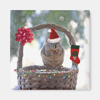 Aimant Écureuil de Noël dans le panier de neige