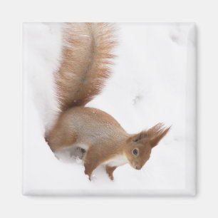 Aimant Écureuil d'hiver