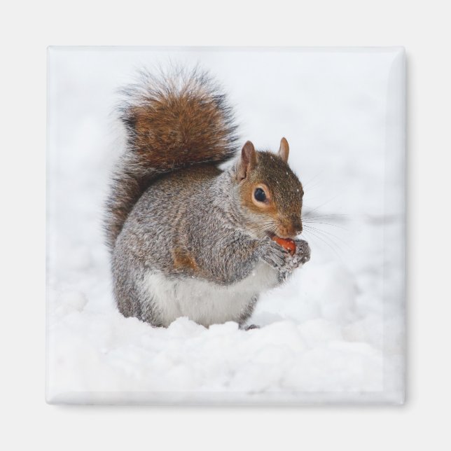 Aimant Écureuil en hiver (Devant)