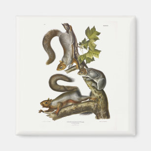 Aimant Écureuil gris-oriental (écureuil migrateur) Audubo