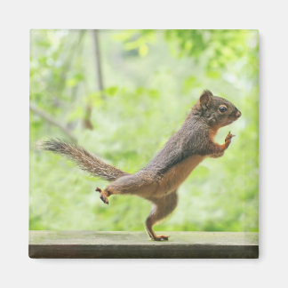 Aimant Écureuil mignon Qui Fait Tai Chi