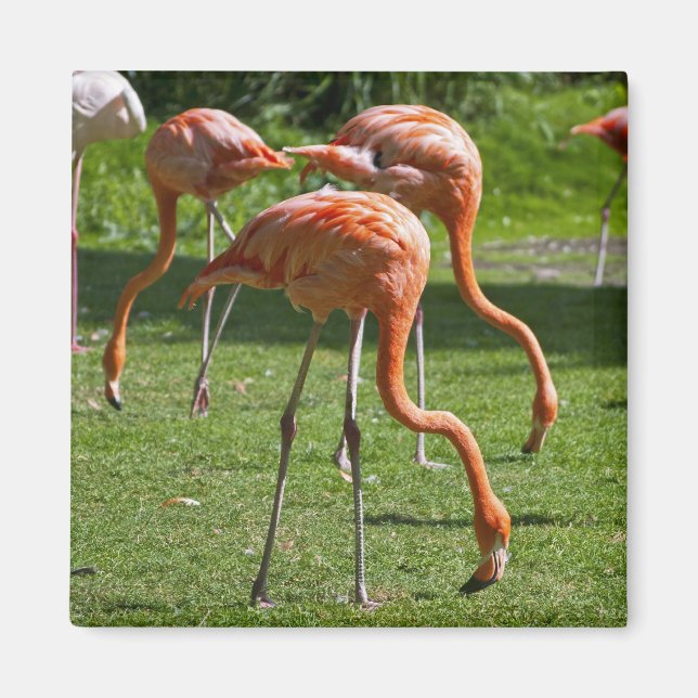 Aimant Effet de dessin de portrait de flamant rose Art (Devant)