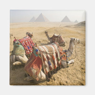 Aimant Égypte, Le Caire. Chameaux au repos