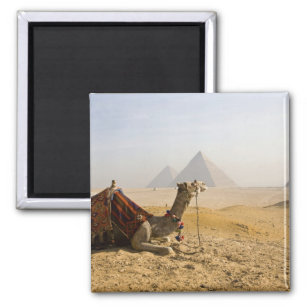 Aimant Egypte, Le Caire. Un chameau solitaire contemple