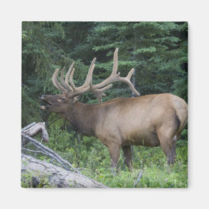 Aimant Élan bugling dans le parc national de Banff, Canad