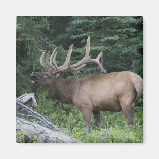 Aimant Élan bugling dans le parc national de Banff, Canad (Devant)
