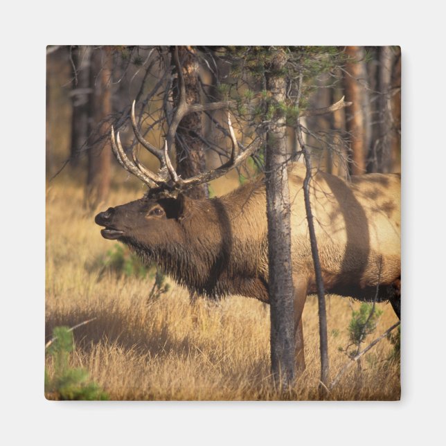 Aimant élan, Cervus elaphus, taureau claironne dans un br (Devant)