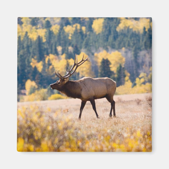 Aimant Élan dans le parc national de Rocky Mountain, Colo (Devant)
