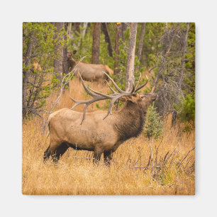 Aimant Élan mâle   Parc national de Rocky Mountain, Color