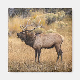 Aimant Élan mâle Parc national de Yellowstone