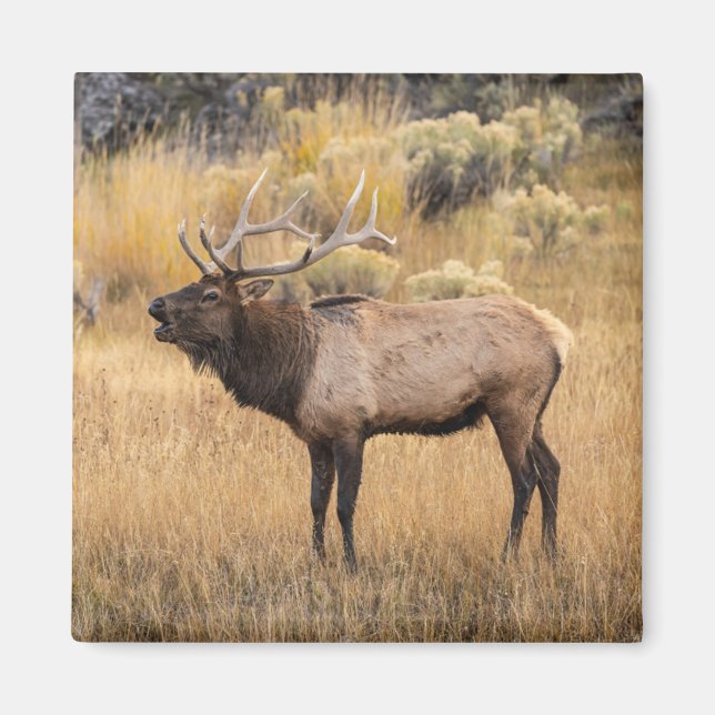 Aimant Élan mâle | Parc national de Yellowstone (Devant)