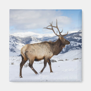 Aimant Élan mâle solitaire Parc national de Yellowstone