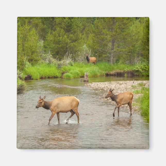 Aimant Élans traversant le fleuve Colorado (Devant)