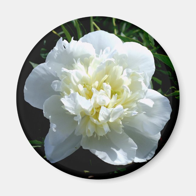 Aimant Elégant blanc peony floral blanc photo (Devant)