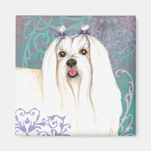 Aimant Élégant maltais