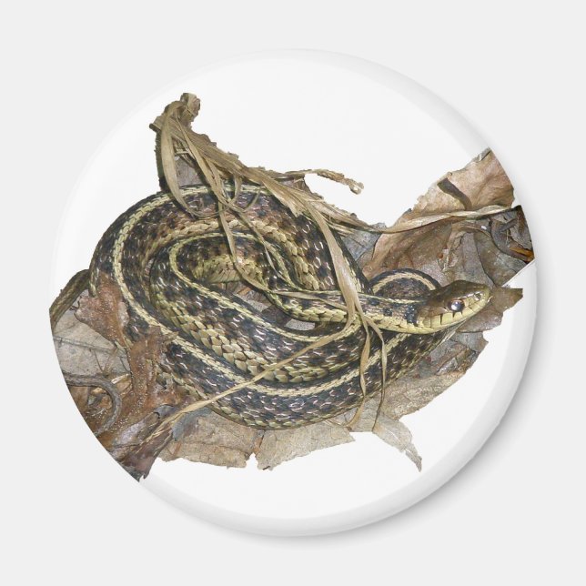 Aimant Eléments de coordination des serpents-garets de l' (Devant)